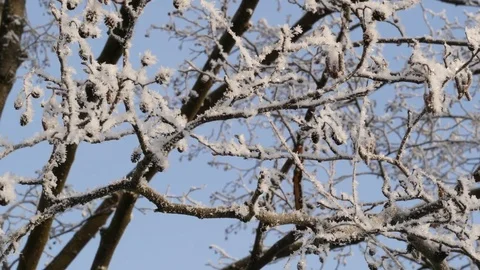 Winter landscape. Branches of alder covered with hoarfrost. Close up. Stock Footage 85086921