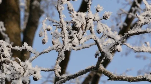 Winter landscape. Branches of alder covered with hoarfrost. Close up. Stock Footage 85086946
