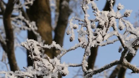 Winter landscape. Branches of alder covered with hoarfrost. Close up. Stock Footage 85087047
