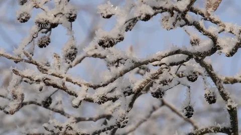 Winter landscape. Branches of alder covered with hoarfrost. Close up. Stock Footage 85087116