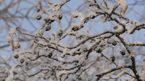 Winter landscape. Branches of alder covered with hoarfrost. Close up. Stock Footage 85087234