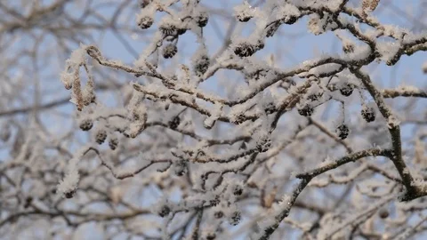 Winter landscape. Branches of alder covered with hoarfrost. Close up. Stock Footage 85088257