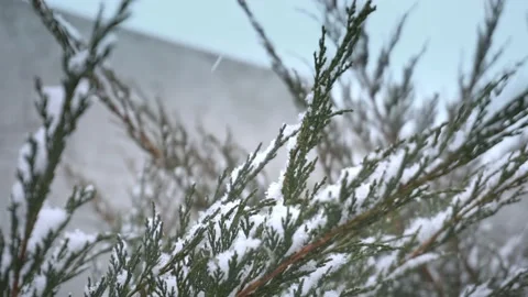 Winter landscape, branches of coniferous shrub mower covered with flakes of Stock Footage 148901820