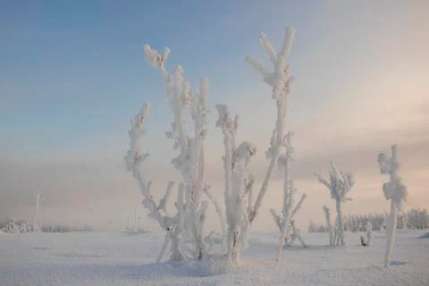 Winter landscape. The branches of the tree are covered with frost against the Stock Photos