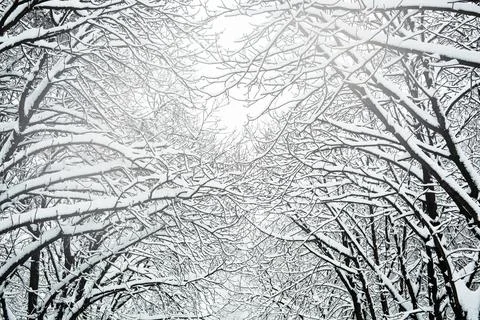 Winter landscape. Branches of trees under thick layer of snow. Stock Photos