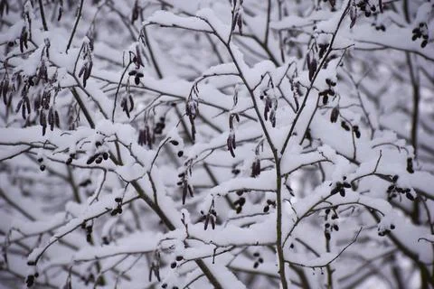 Winter landscape branches in white snow close-up. winter white calm nature Foto stock