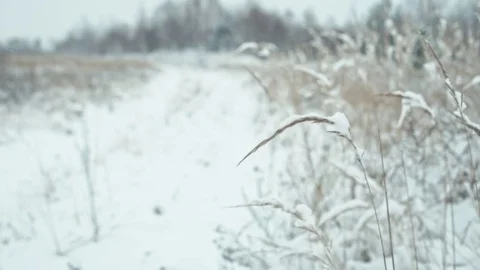 Winter landscape in calm weather. Video stock 83079941