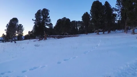 Winter landscape with cedar tree and mountains covered snow. Stock Footage 83185565