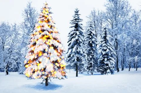 Winter  landscape  with Christmas fir tree and bokeh garland light. Christm.. Stock Photos