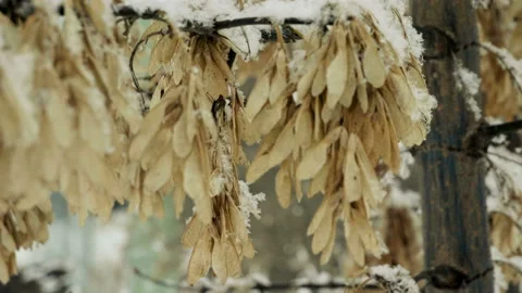 Winter landscape. Close-up shot of maple tree branches covered with snow. 4K Video stock 101160720
