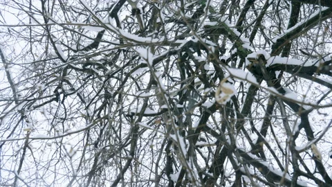 Winter landscape. Close-up shot of snow falling on leafless tree branches. 4K Stock Footage 86512396