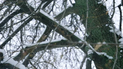 Winter landscape. Close-up shot of snow falling on leafless tree branches. 4K 库存影片 86514031
