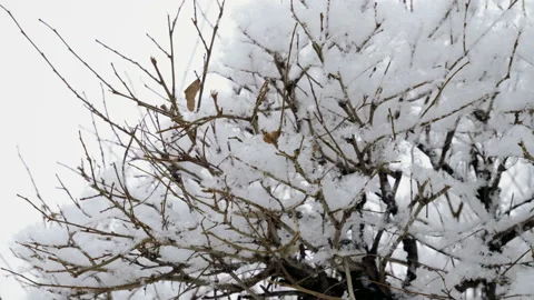 Winter landscape. Close-up shot of tree branches covered with snow. 4K Stock Footage 101161453