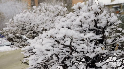 Winter landscape. Close-up shot of tree branches covered with snow. 4K Stock Footage 101161567