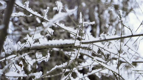 Winter landscape. Close-up of snow falling on leafless tree branches. Slow mo HD Video stock 101293352