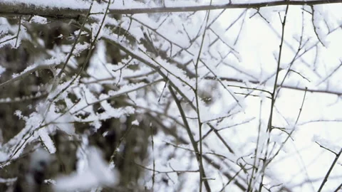 Winter landscape. Close-up of snow falling on leafless tree branches. Slow mo HD 库存影片 101293492