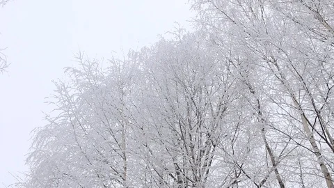 Winter landscape in cloudy weather Video stock 100516304