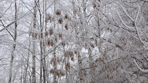 Winter landscape in cloudy weather trees Video stock 100516334