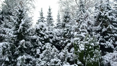 Winter Landscape With Coniferous Trees And Snow Stock Footage 255115959