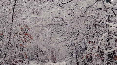 Winter landscape covered with snow. Stock Footage 237774728