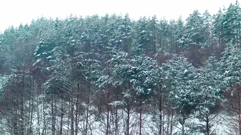Winter landscape covered with snow. Video stock 238032144