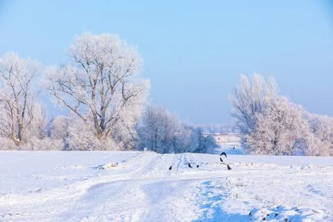 Winter landscape with crows Stock Photos