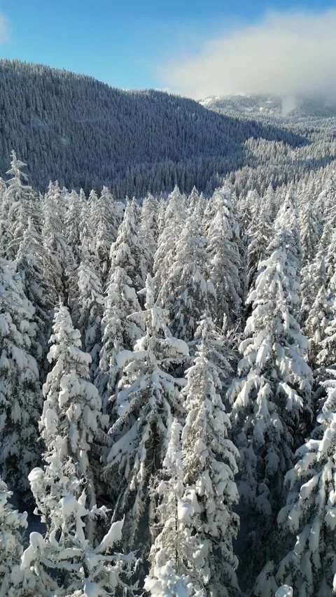 Winter landscape of a densely forested mountain covered in fresh snow 스톡 동영상 334117809