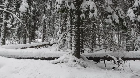 Winter landscape depicting a dense pine forest blanketed in snow Stock Footage 306292288