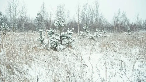 Winter landscape in details Stock Footage 82920662