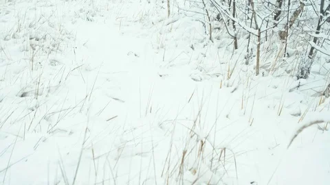 Winter landscape in details Video stock 82930579