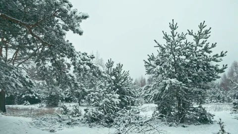 Winter landscape in details Stock Footage 82932392