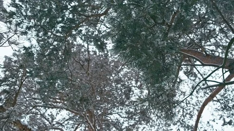 Winter landscape in details. Video stock 83067891