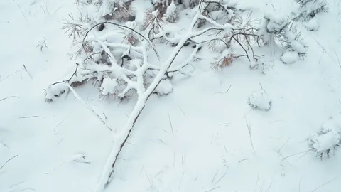 Winter landscape in details. Stock Footage 83068071