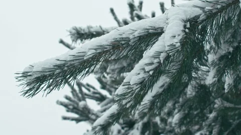 Winter landscape in details. Stock Footage 83071530