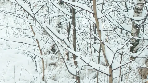 Winter landscape in details. Stock Footage 83074992