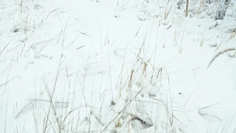 Winter landscape in details. Stock Footage 83075244