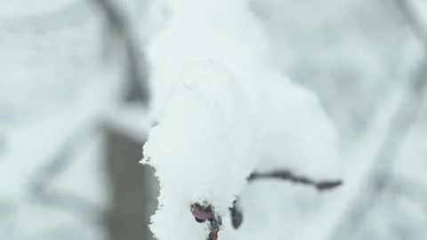 Winter landscape in details. Stock Footage 83076335