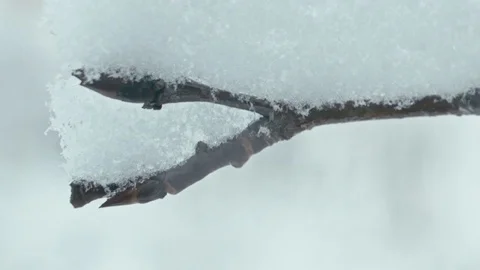 Winter landscape in details. Stock Footage 83076496