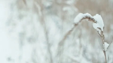 Winter landscape in details. Stock Footage 83079837