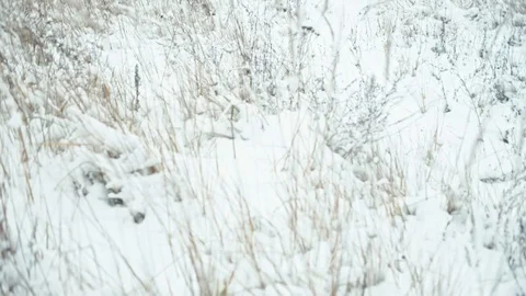 Winter landscape in details. Stock Footage 83080896