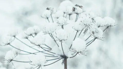 Winter landscape in details. Stock Footage 83081109