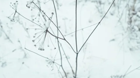Winter landscape in details. Stock Footage 83081202