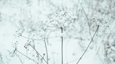 Winter landscape in details. Stock Footage 83081304