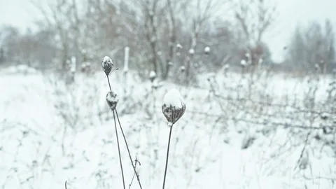 Winter landscape in details. Video stock 83081978