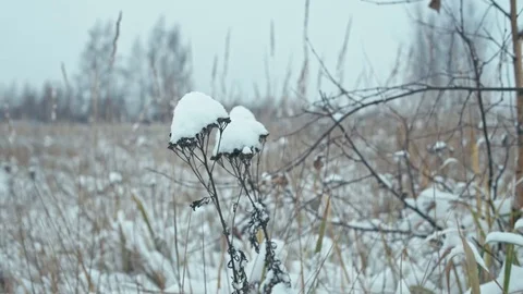 Winter landscape in details. Stock Footage 83082438
