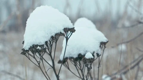 Winter landscape in details. Stock Footage 83082525