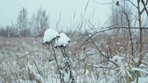 Winter landscape in details. Stock Footage 83082796