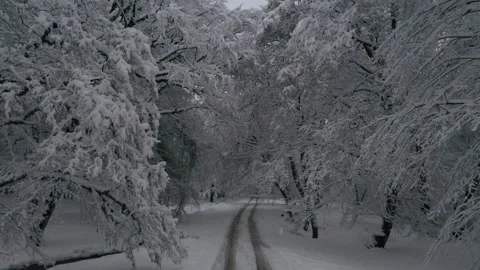 Winter Landscape: Drone Flying Up from Road into Snowy Forest Video stock 315873442