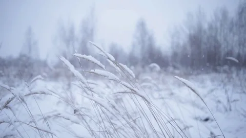 Winter landscape with dry plants on wind. Slow motion Stock Footage 71605475
