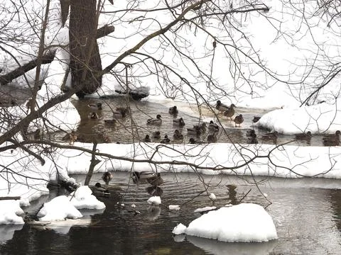 Winter landscape with ducks. Stock Photos